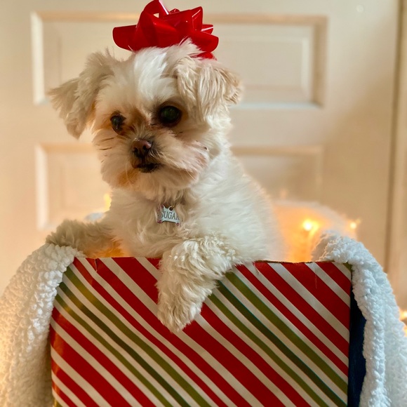 Meet your Posher, Olivia - Picture 4 of 5